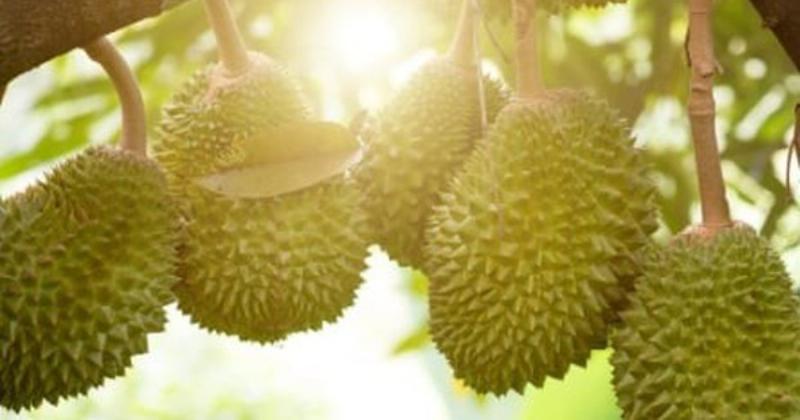 Cac loai trai cay cay an qua phu hop trong o mien bac thay the viec trong sau rieng kho khan